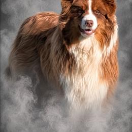 Talisman (Poland Import) - Australian Shepherd