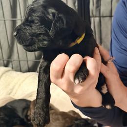 MT Nest's Wild Bill Hickok - Black male Goldendoodle puppy in Clyde, Texas from MTNest Doodles