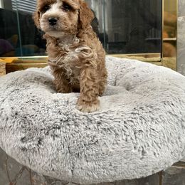 Maltese, Poodle, and Shih Tzu Puppies from Happy puppies