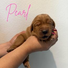 Pearl - Dark golden female Golden Retriever puppy in Victorville, California from Martinez Goldens