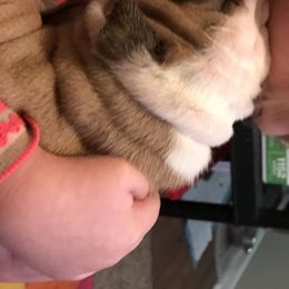 English Bulldog Puppies from Bullberry Farm