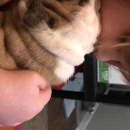 English Bulldog Puppies from Bullberry Farm