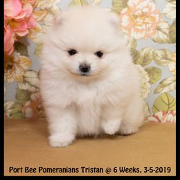 Pomeranian Puppies from Port Bee Pomeranian’s