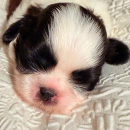 Charming Prince Sultans Star - Gold and white male Shih Tzu puppy in Spartanburg, South Carolina from Ganna's Shih Tzus