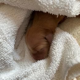 Female 4 - Golden female Golden Retriever puppy in David City, Nebraska from Lucky Penny Goldens