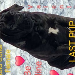 AdoraBoerboels Mystic Jr (Zara) - Black Boerboel puppy in Machesney Park, Illinois from Adoraboerboels