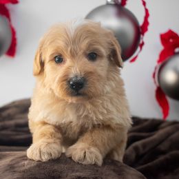 Apricot male - Apricot male Goldendoodle puppy in Lafayette, Alabama from Sweethaven Kennels