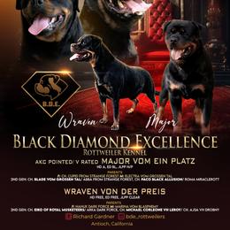 Rottweiler puppies from Black Diamond Excellence rottweiler kennel