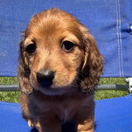 Shaded Red Dapple Female - Dapple female Dachshund puppy in Santa Rosa, California from Signature Mini Dachshunds