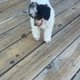 Dugal - Parti male Poodle puppy in Pueblo West, Colorado from Little Paws Poodles