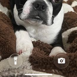 Boston Terrier puppies from Toon’s Boston Terriers