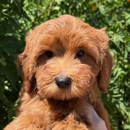 Juliette ( Guardian opportunity) - Red  female Goldendoodle puppy in Tucson, Arizona from Adored Poodle & Doodles