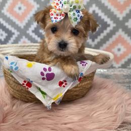 Goldie - Gold female Morkie puppy in Monticello, Iowa from Ashley’s Puppies