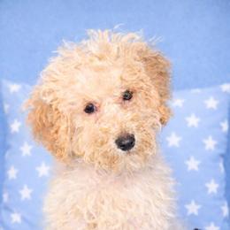 Butterscotch - Buff male Cockapoo puppy in Connersville, Indiana from MoonShine Babies