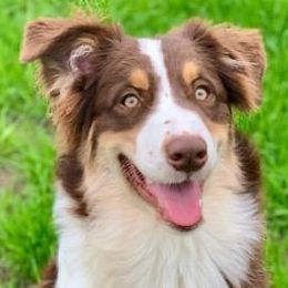 Whiskey - Australian Shepherd