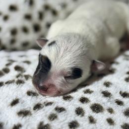 Bumblebee - Blue male Australian Cattle Dog puppy in Rosharon, Texas from 4Surge Cattle Dogs