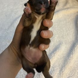 Puppy 4 - Red female Companion Cross puppy in Kettering, Ohio from The Ruff Life Tribe