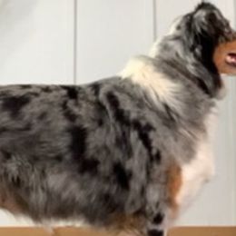 Australian Shepherds from Crown Australian Shepherds