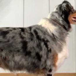 Australian Shepherds from Crown Australian Shepherds