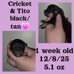 Girl 4 - Black and tan female Pomeranian puppy in Creswell, North Carolina from Grace's Poms🐾💕