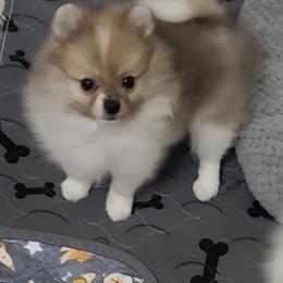 Poppy - Orange parti female Pomeranian puppy in Downers Grove, Illinois from Forever Pomeranians