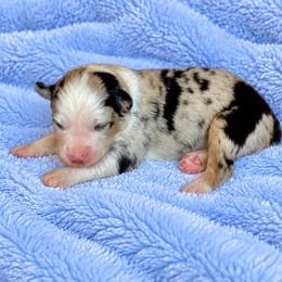 Bella - Blue merle female Australian Shepherd puppy in Howardsville, Virginia from Spectacular Aussies and Cavaliers
