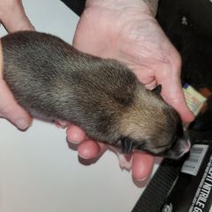 Icelandic Sheepdog Puppies from Hrafnkel Icelandics