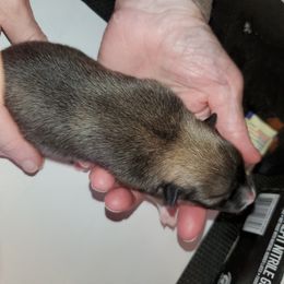 Icelandic Sheepdog Puppies from Hrafnkel Icelandics