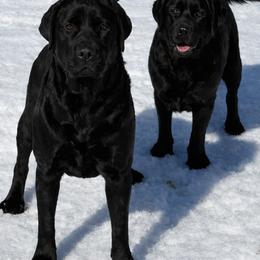 Labrador Retriever All Grown Up from Raising Hope Labradors