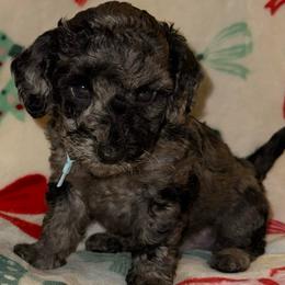 Curry - Merle male Goldendoodle puppy in Greenville, South Carolina from Law Doodles of SC