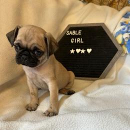 Girl 1 - Fawn female Pug puppy in Norborne, Missouri from Pug Palace