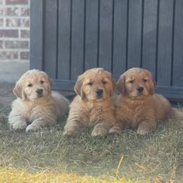 Golden Retriever Puppies from Lyons Golden Retrievers