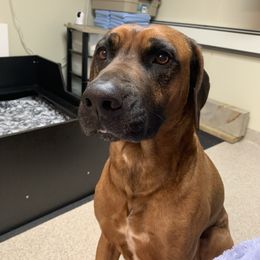 Teddy - Rhodesian Ridgeback