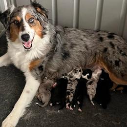 Thor - Black tri-color male Australian Shepherd puppy in Hemet, California from Perfect Companion Aussie's