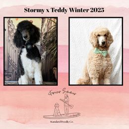 Poodle puppies from Forever Summer Standard Poodles