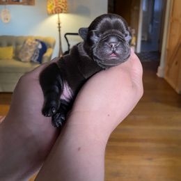 Girl 1 - French Bulldog puppy in Roanoke Rapids, North Carolina from Ferrell’s Frenchies