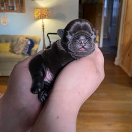 Girl 1 - French Bulldog puppy in Roanoke Rapids, North Carolina from Ferrell’s Frenchies
