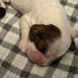 Magnolia - Brown white and tan female Cocker Spaniel puppy in Camp Douglas, Wisconsin from Bluff Country Cockers