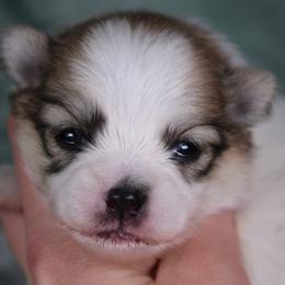 AKC Kobe - Cream sable parti male Pomeranian puppy in Albany, Indiana from Hatz Off Puppies