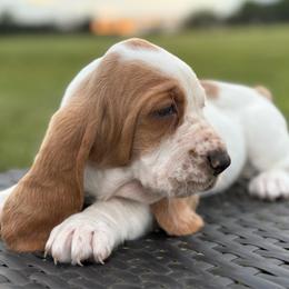 Paisley - Lemon and white female Basset Hound puppy in Richmond, Kentucky from Walters Hollow Hounds