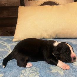 Toyota FurRunner - Black tri-color male Australian Shepherd puppy in Bennett, Colorado from Alolan Angel Aussies