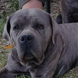Jackson's Blue - Cane Corso