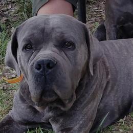 Jackson's Blue - Cane Corso