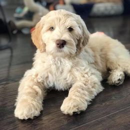 Australian Labradoodle Puppies from River's Edge Labradoodles