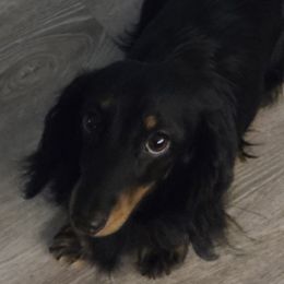 Dachshund puppies from Double Aces Doxies