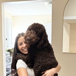 Goldendoodle and Poodle Puppies from Florida Coast Golden Doodles