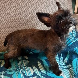 GusGus - Yorkshire Terrier