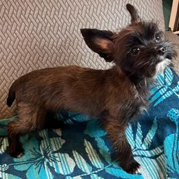 GusGus - Yorkshire Terrier