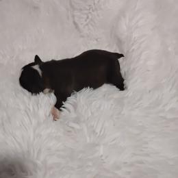 Male - Black brindle and white male Boston Terrier puppy in Catawba, North Carolina from Lil Wiggles Boston Terriers