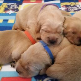 Golden Retriever Puppies from SUN-GOLDEN KENNELS